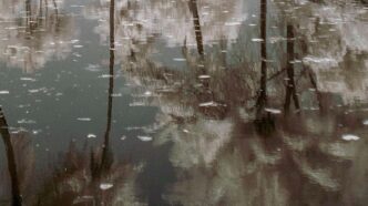 Vīpsichorean