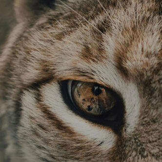 Worka - Lynx