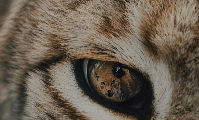 Worka - Lynx