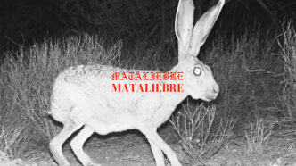Mataliebre - Cirrus